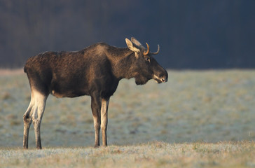 Elk / Moose (Alces alces) close up