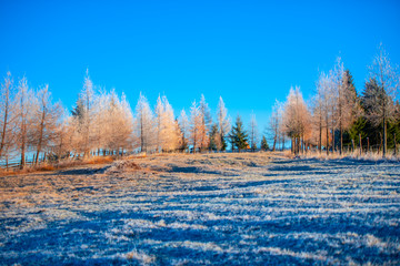 Larix tree on the morning in the sunrise