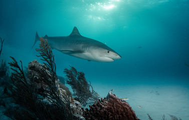 Fototapeta premium Tiger sharks at Tiger Beach, Bahamas