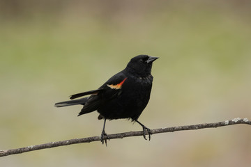 Red-winged blackbird, Reeds Lake, Grand Rapids, Michigan