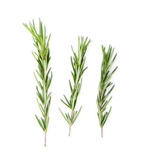 Rosemary isolated on white background