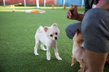 Fototapeta premium Happy puppies in a private playground 