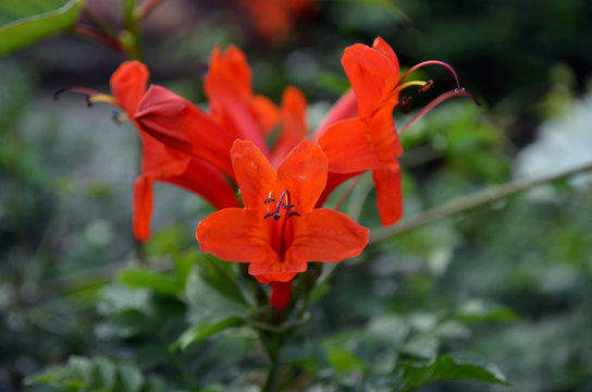 Hermosas flores de Tecoma capensis, trompeta del cabo