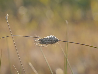 bagworm moth on branch