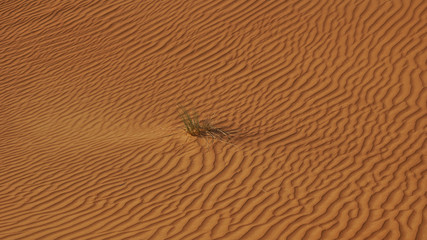 Waves in fine red sand with a green tuft of grass