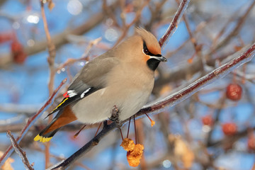 Profile close up of beautiful masked Bohemian Waxwing bird perched on fruit tree branch with blue sky behind