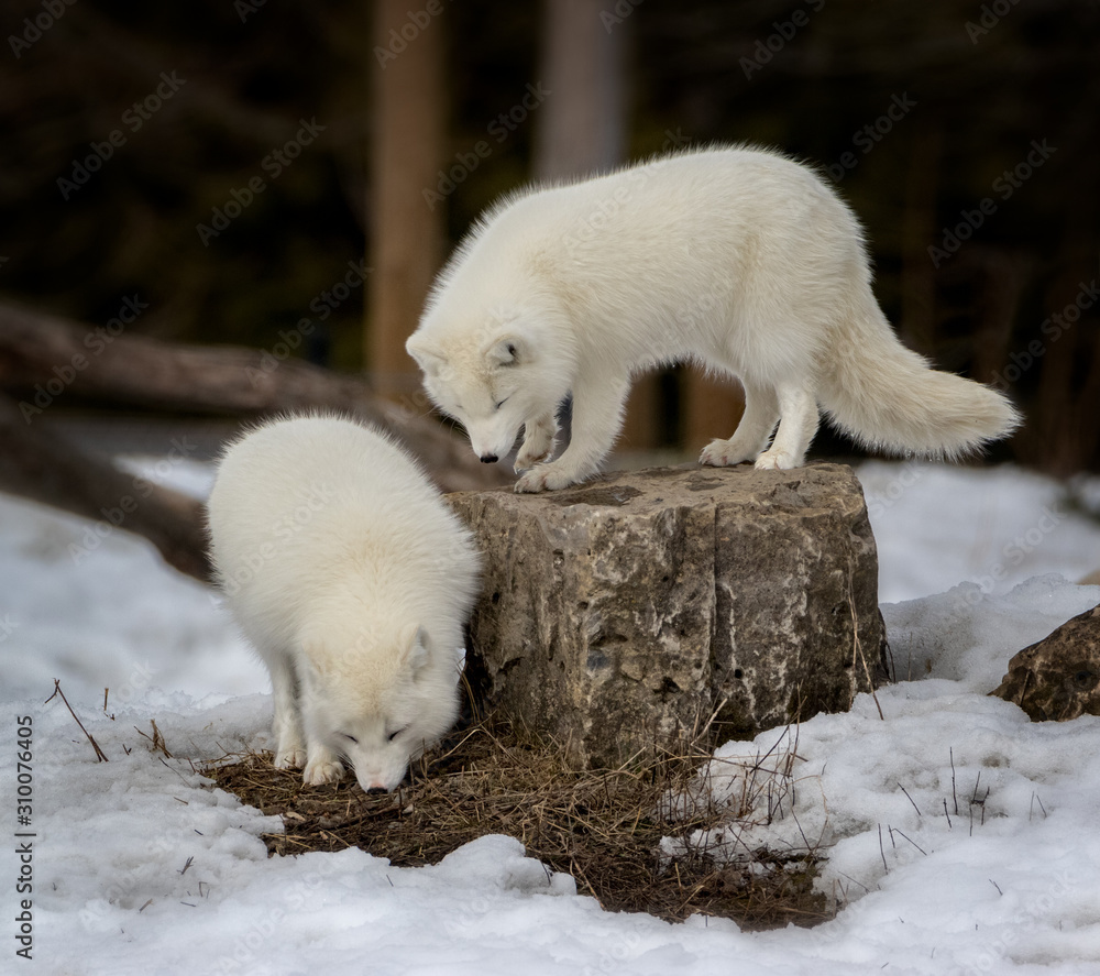 Wall mural two white arctic foxes attracted by some scent