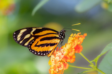 Close up of Isabella Tiger Butterfly on orange  flower with soft colorful background
