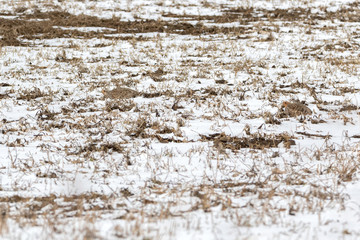 Two Gray Partridges using camouflage to hide in snowy field