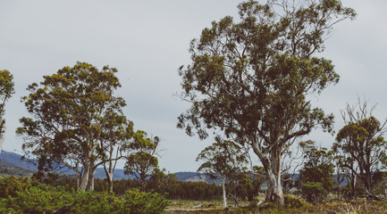 Australian countryside landscape as viewed from the car during a road trip in Tasmania