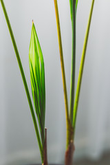Obraz premium new leaf growing from palm tree plant indoor next to the window