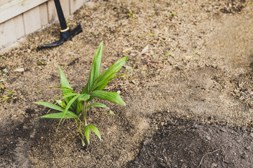 small palm tree which has just been planted in the soil with dirt and digging tool next to it