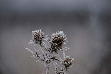 Frozen plants in the morning 