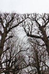 Trees silhouette 