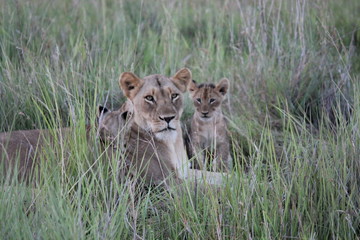 Obraz na płótnie Canvas Lioness & cubs
