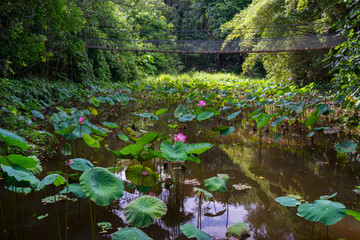 lake in the forest