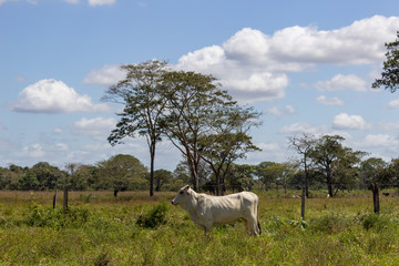 cow in field in Venezuela