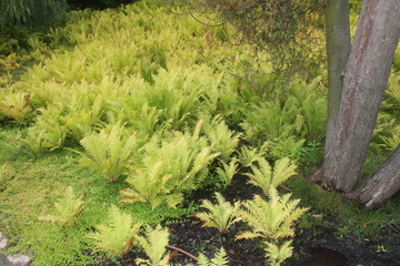 Fototapeta premium Żelazowa Wola