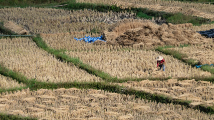 Field rice and farmer are harvesting rice , Mae Hong Son, northern Thailand