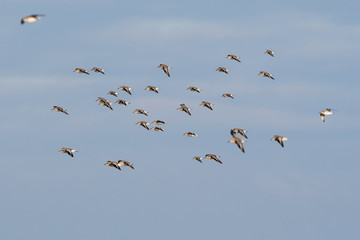 Red Knot, Grey Plover and Dunlin birds flying over sea at daytime