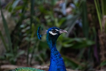 Blue Peacock resting in the shadow