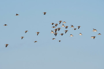Red Knot and Dunlin birds flying over sea at daytime
