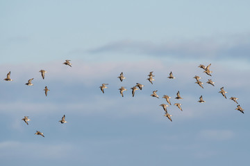 Red Knot and Dunlin birds flying over sea at daytime