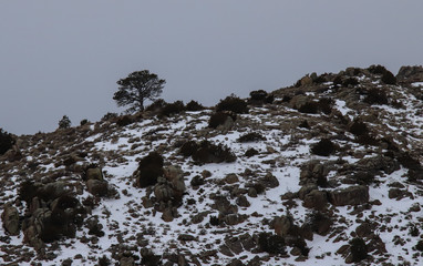 lone tree on the mountain in winter