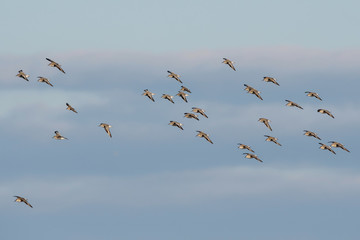Red Knot and Dunlin birds flying over sea at daytime