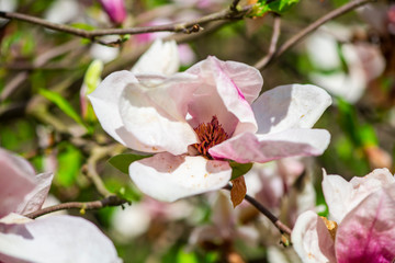 Flowers in the park