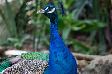 Obraz premium Blue Peacock resting in the shadow