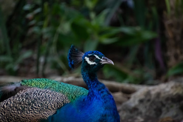 Fototapeta premium Błękitny paw odpoczywa w cieniu