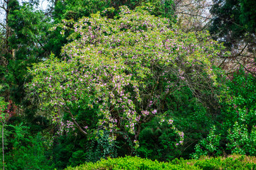 Flowers in the park