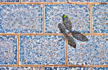 Abstract dragonfly like leaves outline on blue surface, offset with copy space.