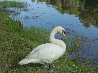Fototapeta premium white swan with forest background