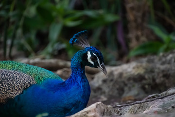 Blue Peacock resting in the shadow