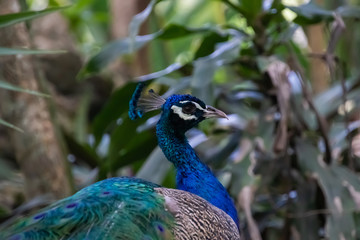 Obraz premium Blue Peacock resting in the shadow