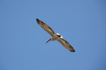 mongolia. flying pelicans in blue sky