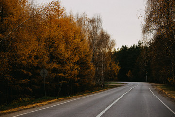 road in the autumn