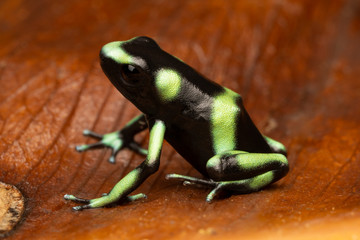 Green and black poison dart frog - Rare Costa Rica Pacific Variant (Dendrobates auratus) - Powered by Adobe