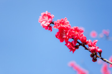 紅桃の花	