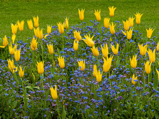 Bright Yellow Tulips,, Cornwall, England