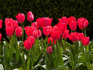 Red Tulips against a dark green hedge in Cornwall, England