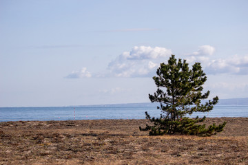 砂浜に松の木、一本 a pine tree on beach
