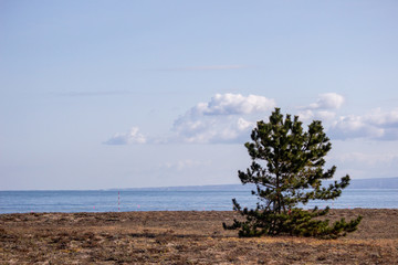 砂浜に松の木、一本 a pine tree on beach