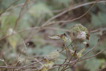 枯れたアジサイ3