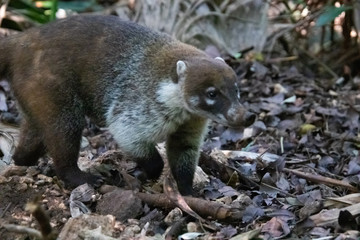 Coati roaming and looking around for food. 