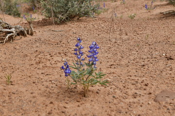 flowers in desert