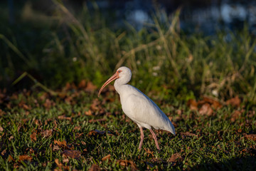 White Ibis 01