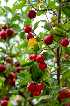 Beautiful and tasty Acerola (Malpighia emarginata) on the tree. Sweet and tasty fruits, great for making juice and eating fresh. Originally from Antilles, Central, North and South America